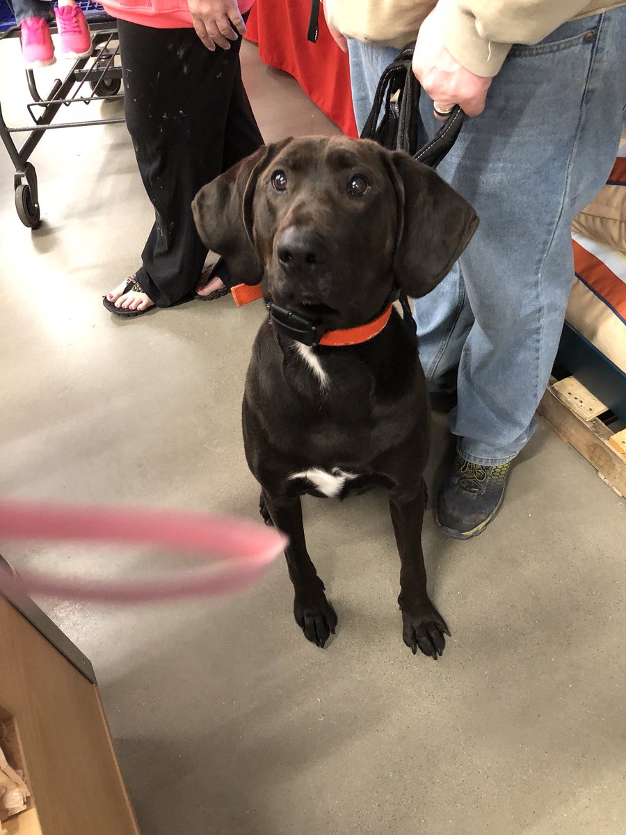 Ftskaayla's tweet photo. A thread of doggos I see while at work. https://t.co/dmLfUTHVBv