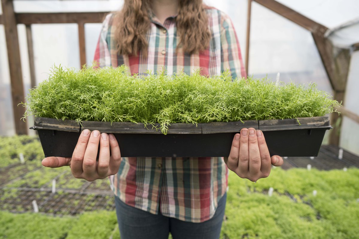 Photographed is our baby chamomile plants. This chamomile will eventually be planted, harvested and dried to be used in our organic teas. We love chamomile for its many health benefits. #chamomile #organicchamomile #chamomiletea #organictea #moonvalleyorganics