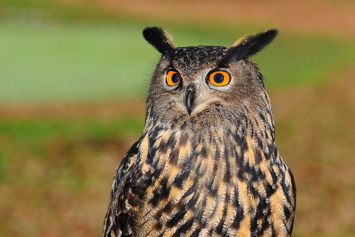 GSGCF's tweet photo. Hello night owls! Since you're still up, why not #BeTheOne to support #GSGCF through #GivingChallenge18? DOUBLING your donation is a hoot! https://t.co/4o7rnzuVVl @ThePattersonFdn @CFSarasota https://t.co/UNwnciRafK