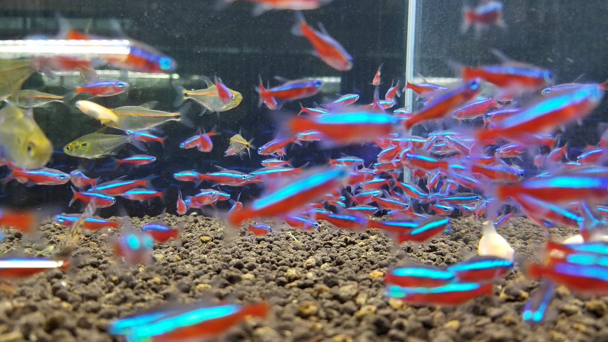 小型熱帯魚 小型熱帯魚
