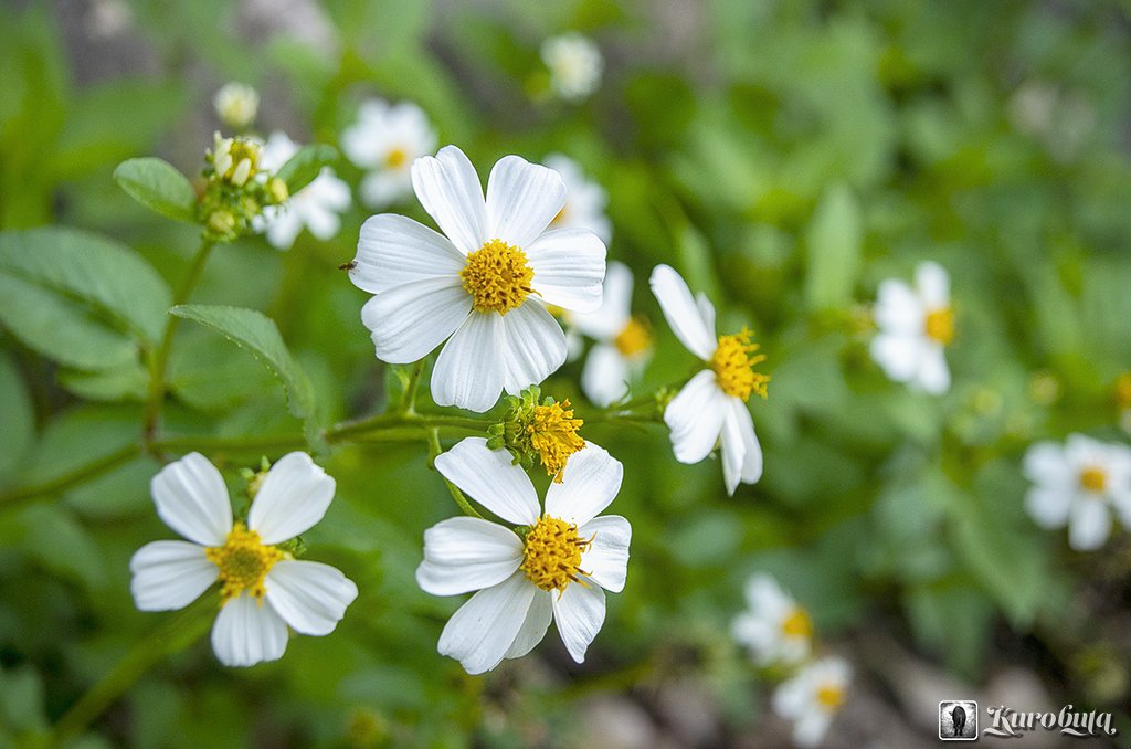 サシグサ Twitter Search Twitter