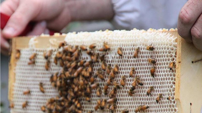 MusHistoryNSW's tweet photo. At this Sunday's Autumn Harvest Festival at #RouseHill House &amp; Farm you can take part in talks and workshops on raising backyard chickens, beekeeping for beginners, mushroom cultivation and cheesemaking. Find out more &amp; register now https://t.co/11tgH8V9Jb https://t.co/VPzVrw38VC
