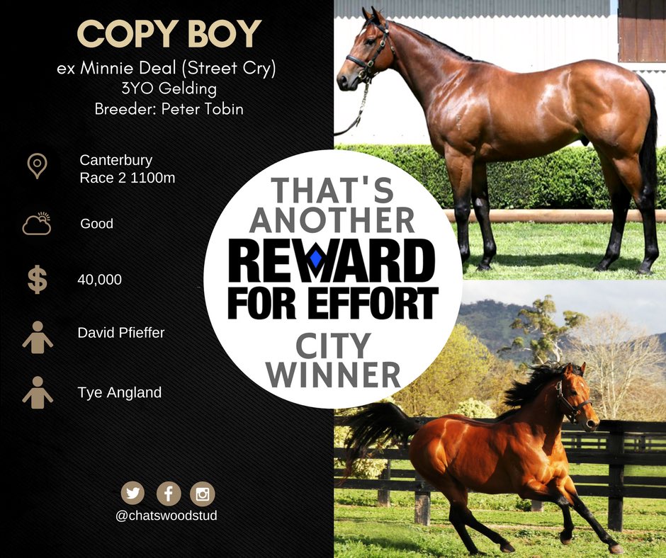 Chatswood Stud tweet media