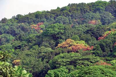 A tree living fr 50 years will generate ₹31,250 worth of oxygen provide, control soil erosion & increase soil fertility to the tune of ₹31,250.Just another sensible reason to take care of our forests.
#StopShishilaByrapuraRoadProject
#SaveWesternGhat @narendramodi @ShobhaBJP