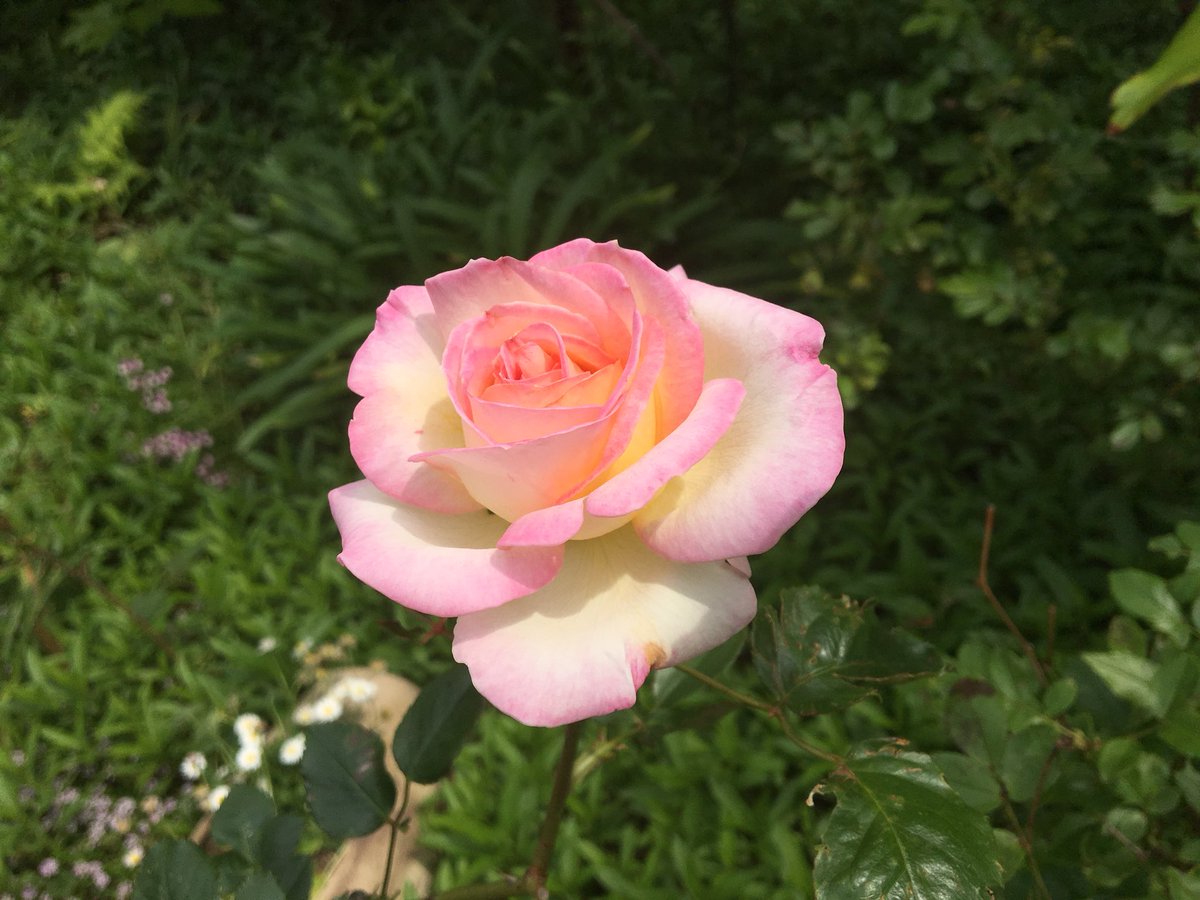 はらだみずき على تويتر モッコウバラが終わって ノイバラ 野ばら が咲き始め いい香りがします ピンク色のかたちのよいバラは モナコの王妃となった 故グレースケリーに捧げられたバラです 昼食は庭でいただきました 午後からもうひとがんばりします