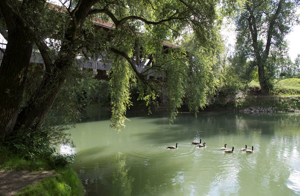 presse_rnk's tweet image. Tipp für Naturfreunde: Im Rahmen des Naturerlebnistags am Samstag, 5. Mai, in #Ketsch lädt das Kreisforstamt zu einem informativen Rundgang auf der Ketscher Rheininsel ein: bit.ly/2I1dwiz