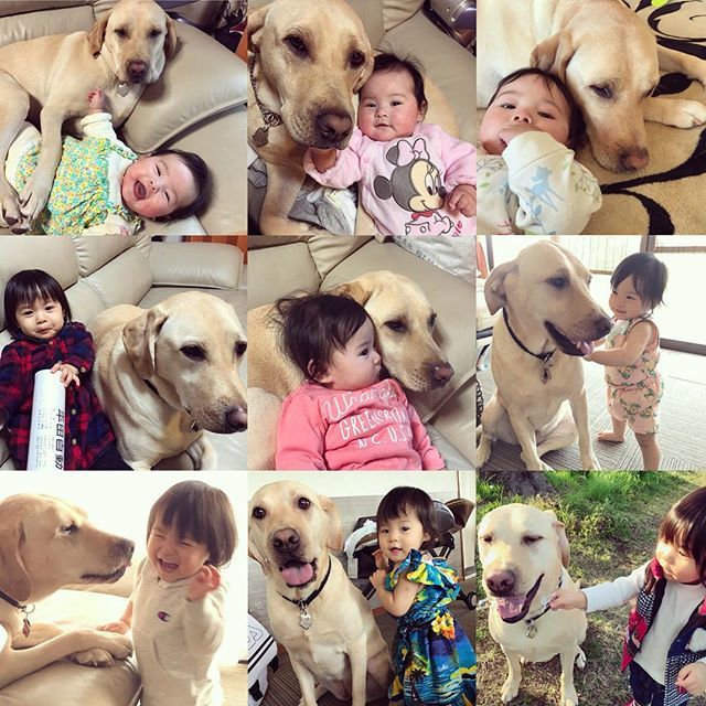 大型犬と子供
