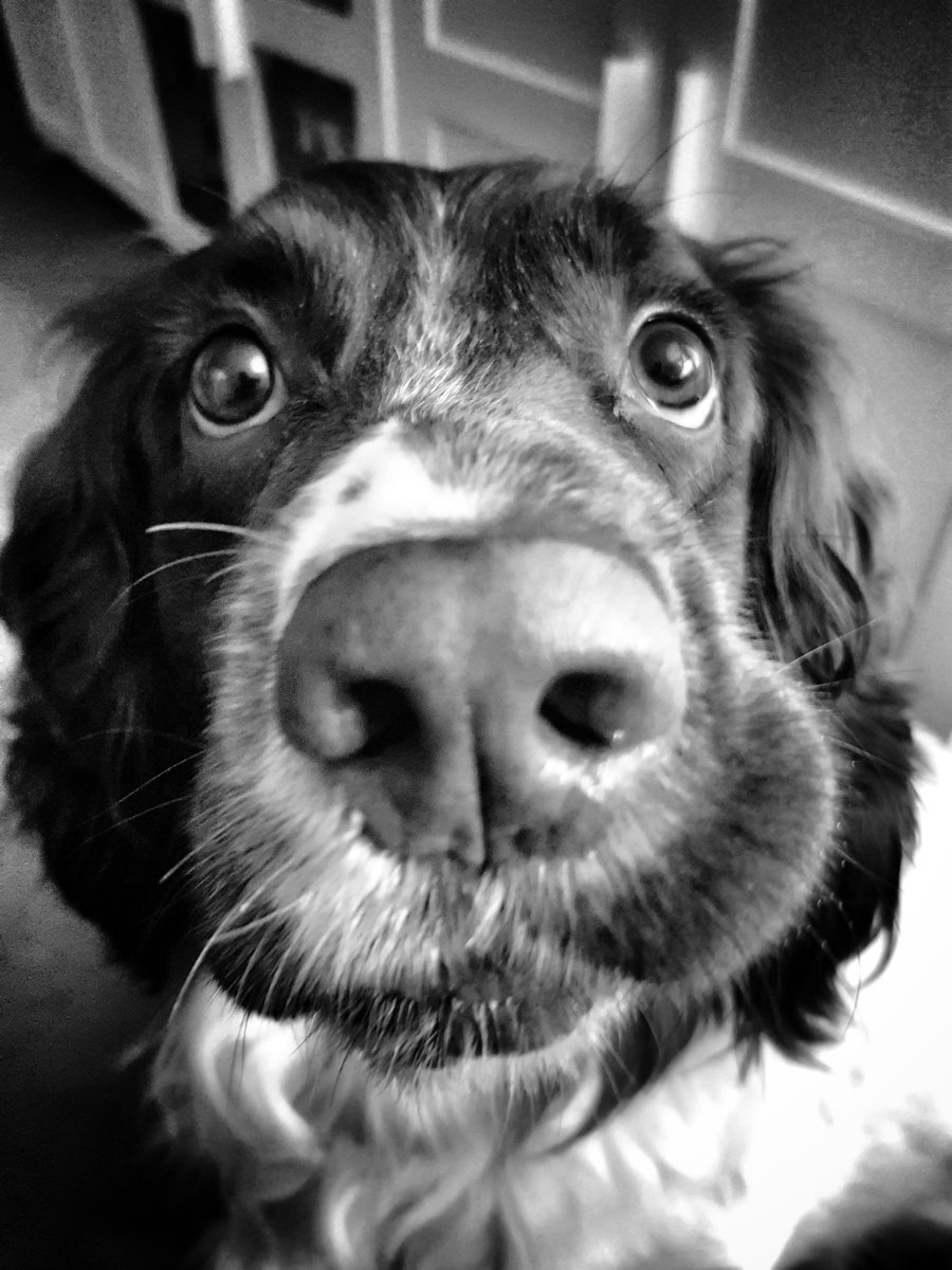 Irishrover7uk's tweet photo. Heres looking at YOU 😁 #dogsoftwitter #Dog #DogLovers https://t.co/G7BTBil0as
