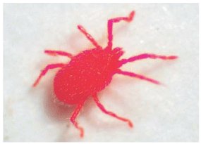 虫注意 タカラダニ を知っていますか コンクリの上でよく見る赤くて小さい虫の生態に 知らなかった の声 Togetter