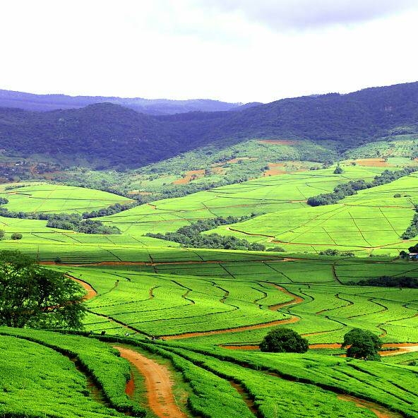 MasbeGudani's tweet photo. This is Mukumbani tea estate, in Venda, Limpopo. https://t.co/QBt998zyfZ