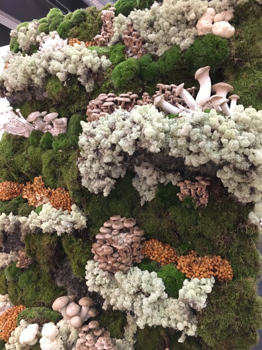 malinsorunda's tweet photo. GastroNord 2018 #gastronord #swedishdesign #muschroom #finedining #Chefs #Restaurantes #nature https://t.co/IUDYV4NAtr