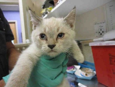 Siamese Angels On Twitter A 9 Wk Old Male Lynx Point Siamese