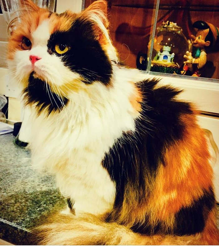 Java_Jessika's tweet image. Feline supermodel #catsoftwitter #cats