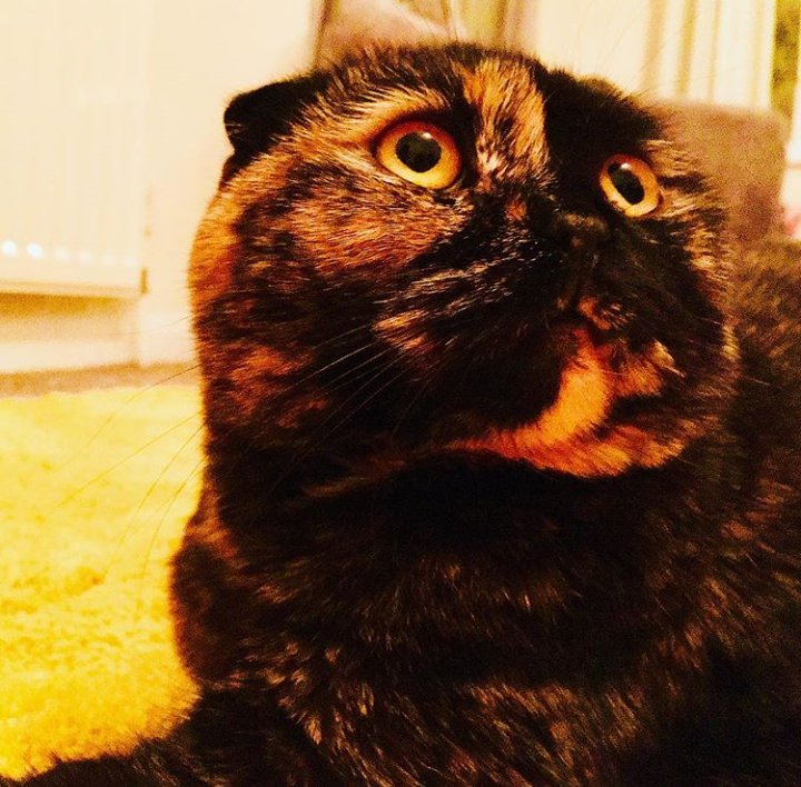 Java_Jessika's tweet image. A study in amber...what is she looking at? #CatsOfTwitter #cats #scottishfold