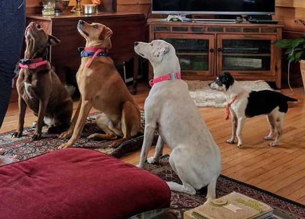 Hooray for our vet, VT NH Veterinary Clinic in Dummerston, VT. They keep us in tip-top shape. We just wake up and the porcupine quills are gone!
Find out how you can become a sponsor --->goo.gl/Pct3p3
#strollingoftheheifers #vtlife