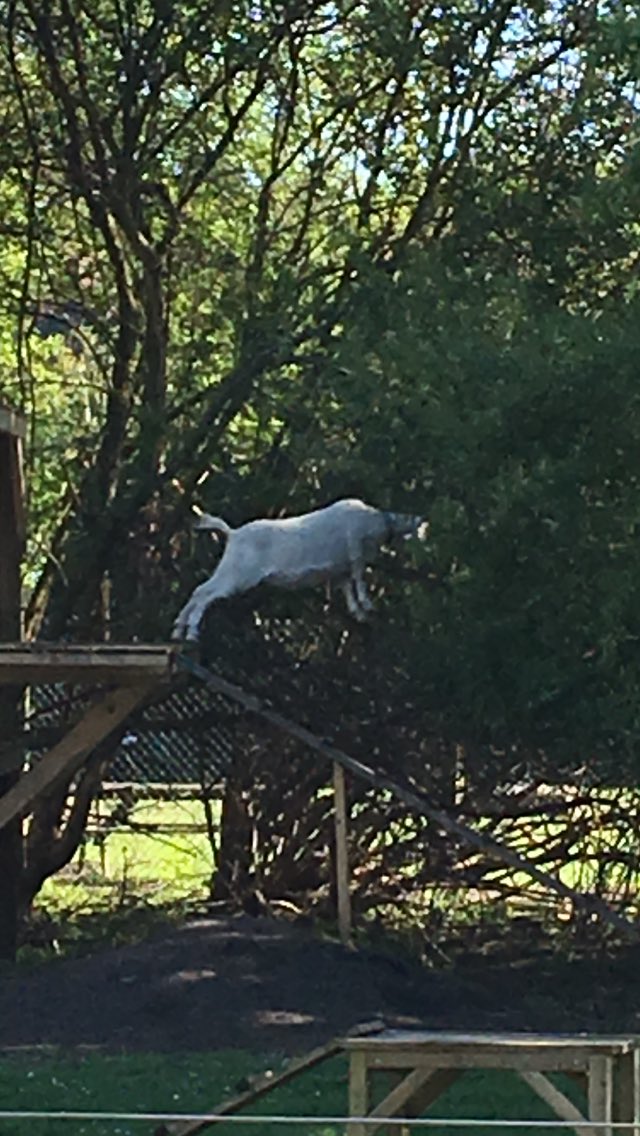 mead_farm's tweet image. Goats are feeling very athletic today. Climbing very high!!..#goatfun #outdoorlearning #schoolfarm