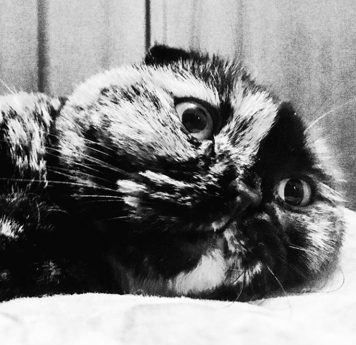 Java_Jessika's tweet image. Squish ❤ #catsoftwitter #cats #scottishfold