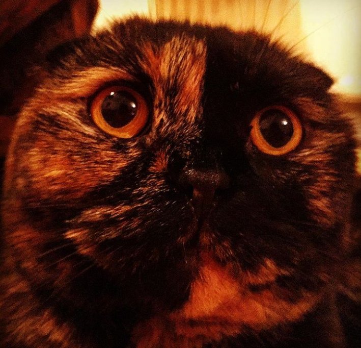 Java_Jessika's tweet image. Close up shot of goodness ❤ #catsoftwitter #cats #scottishfold