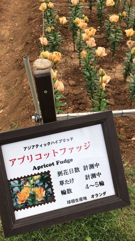 yasu3937's tweet photo. 伊江島ゆり祭り
バラのようなゆり  アプリコットファッジ https://t.co/DsRLa84DOv
