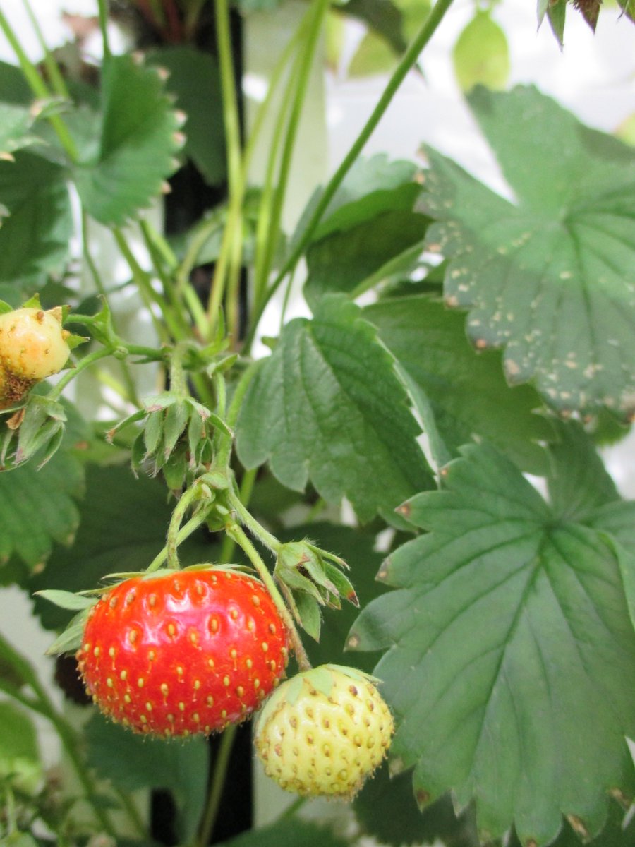 Harvesting greens is great but not as exciting as our strawberries - grown in clay pebbles only using effluent water from the fish tanks #aquaponics Thanks again to <a href="/keelingsfruits/">Keelings Fruits</a> for donating the plants.