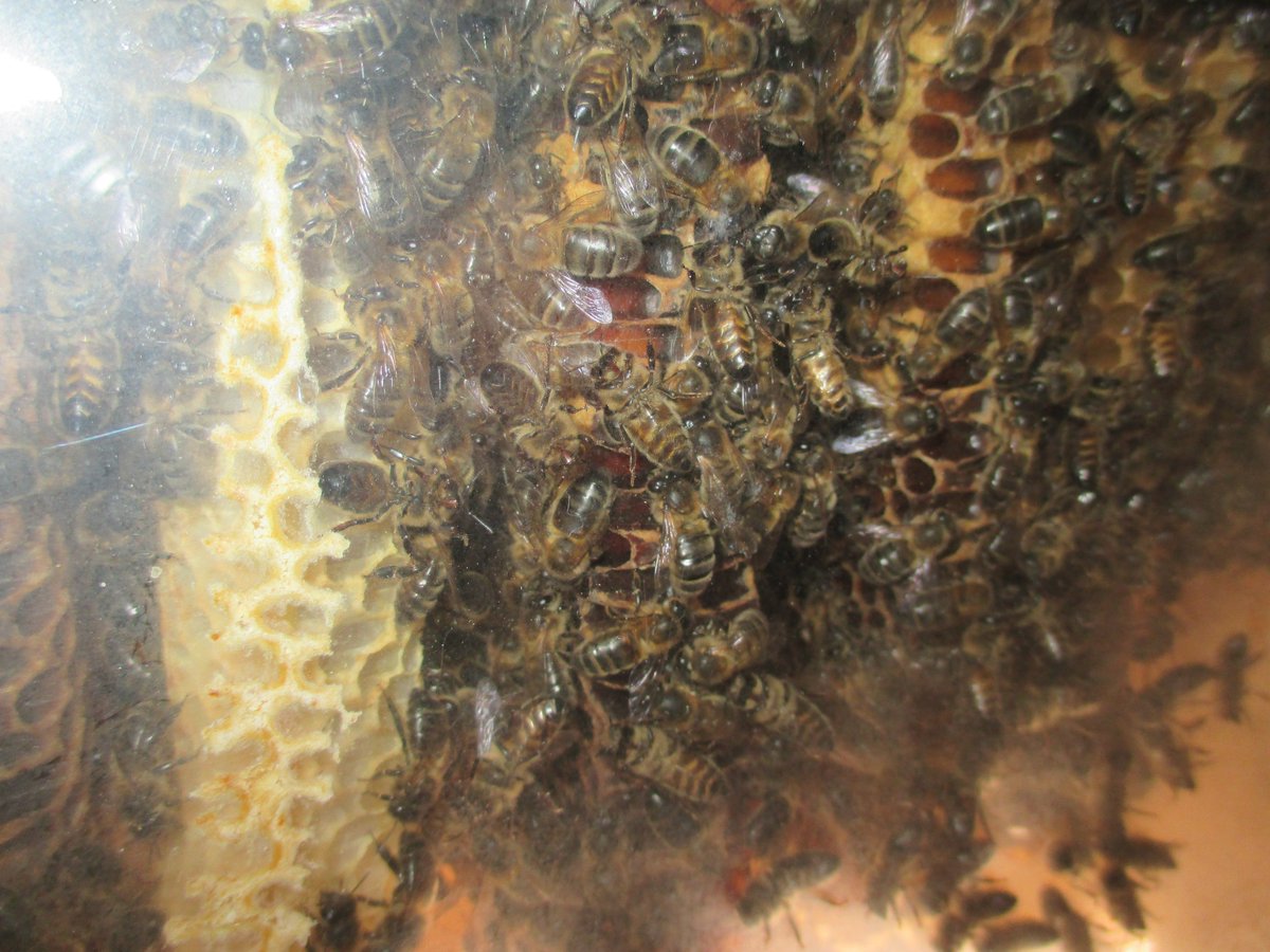 It's a bit cold to be out flying today but the bees in our observation hive are still active and getting ready for some warm weather on the way this weekend #urbanbeekeeping