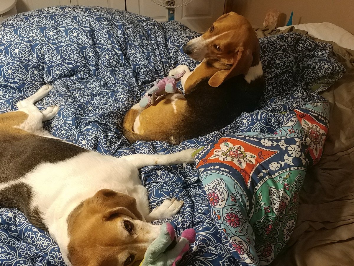 Car Doggos tweet media