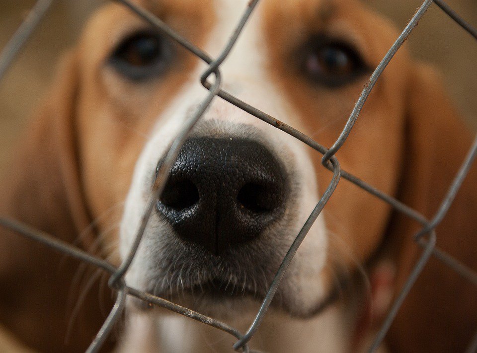 CsSantaColoma's tweet photo. ¿Sabies que .@CsSantaColoma demanarà en el proper #plegramenet un major control en el funcionament del Centre Comarcal d'Atenció als Animals (CCAAC)? 🐕🐈. Aquí t'ho expliquem:
👉 https://t.co/vg4vHRMkae
#santacoloma #barcelones #animals #ccaac https://t.co/jGAoTjXjON