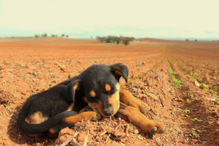 With lack of rain affecting most of the south, here’s what you should know about dry sowing: bit.ly/2Fxg1Gl