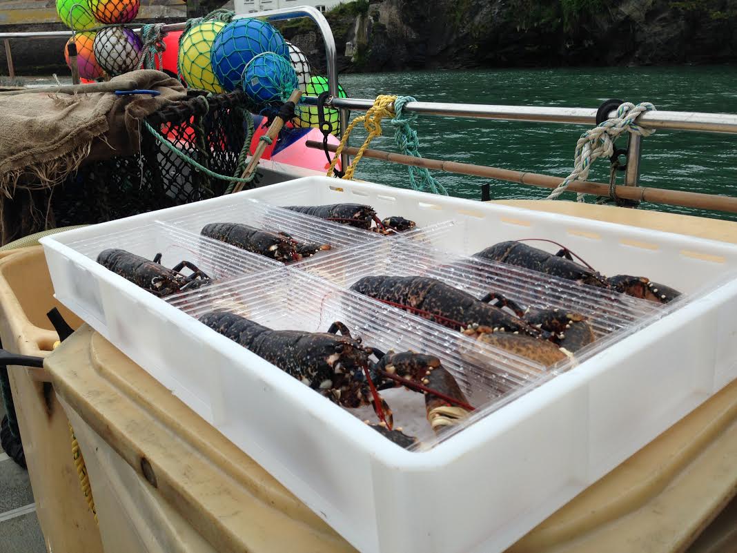 FishforThought1's tweet photo. Chefs, It's time to get Pot Caught Cornish Lobster on your menu! Sustainable, Luxurious &amp; Delicious. To add to that you'll be helping preserve lobster stock for generations to come @PadstowLobster #BuyOneSetOneFree 01208 262201 https://t.co/498CfB9jaH