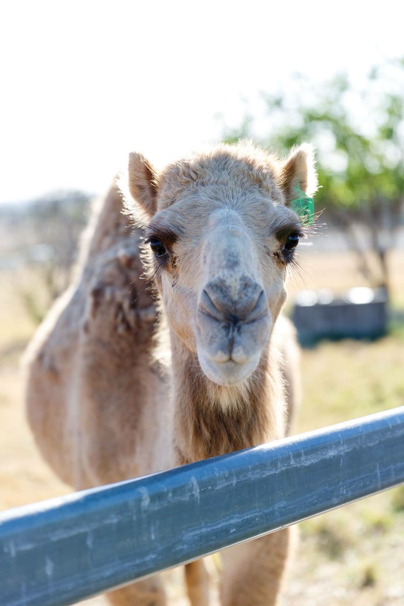 Visit Scenic Rim tweet media