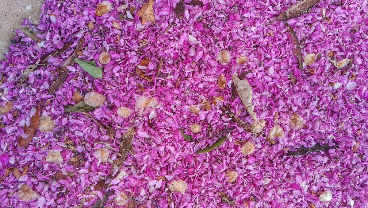 joselop44's tweet photo. Con la llegada de mayo, el viento arrinconó a la primavera en la orilla del camino.
#JLRquotes
https://t.co/OUbjcNgaIt
#primavera #flores #DiaDeLaCruz https://t.co/CDtnCxIjRK
