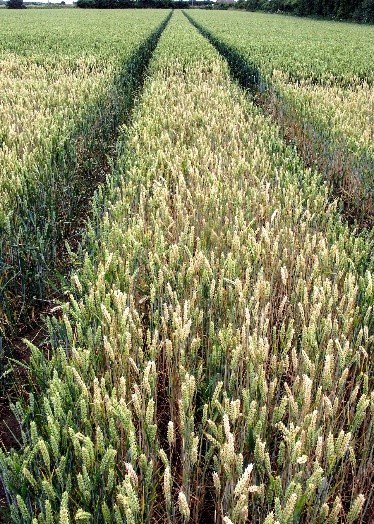 certis_belchim's tweet photo. #FarmingFact #Takeall can affect yield in half of second wheat and barley crops and is the biggest factor in poor performance of #SecondWheat #Latitude #YieldRobbers https://t.co/vSr2dDdbI6