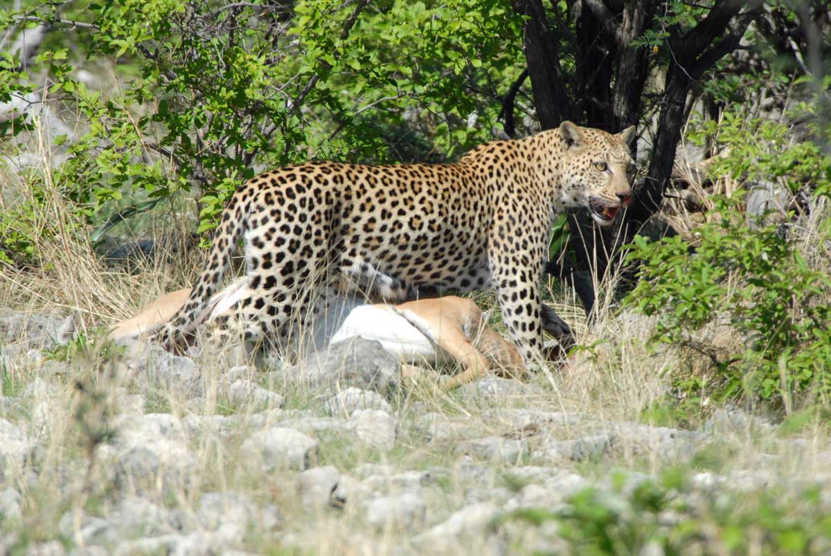 Discover our selection of experiences and have your pick of the best #LeopardSafaris in your vacation. bit.ly/2reHcSd