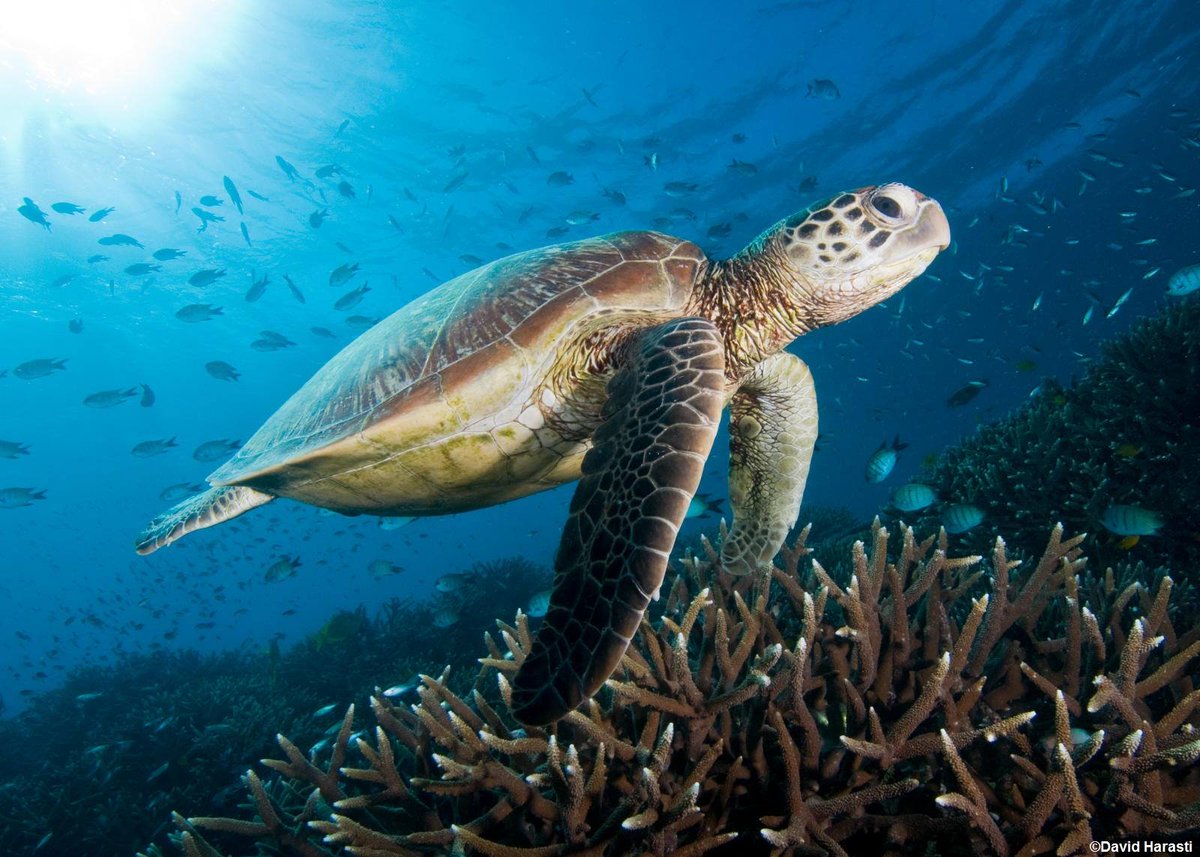 TSCommissioner's tweet photo. By 2025, all Australian packaging in Australia will be reusable, compostable or recyclable! ♻️ Last week was the seventh meeting of Australian Environment Ministers (MEM7). Read more here: https://t.co/J0ET6aQlJK https://t.co/MKGmVp9qms