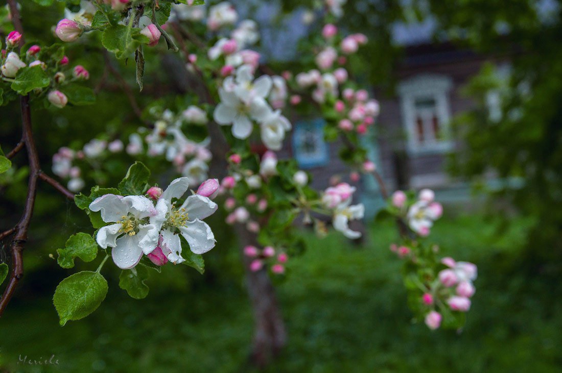 Krasoti_Rossii's tweet photo. Вологодская область, деревня Избищи 
📷 Марина Мурашова 
#Красоты_России #КрасотыРоссии #Россия https://t.co/blezOUVjwd