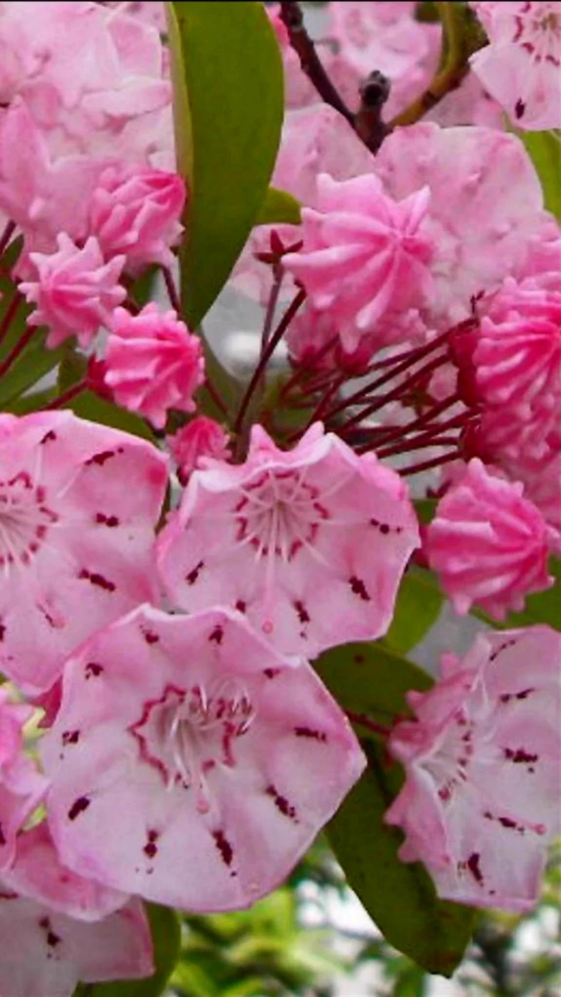 Sadao Kuzume 学名 Kalmia Latifolia 英名 Mountain Laurel 科 属 ツツジ科 カルミア属 別名 アメリカシャクナゲ ハナガサシャクナゲ 開花 ５月 ６月 カルミア 花言葉 優美な女性 大きな希望 野心 T Co Tb91qjbvtb Twitter