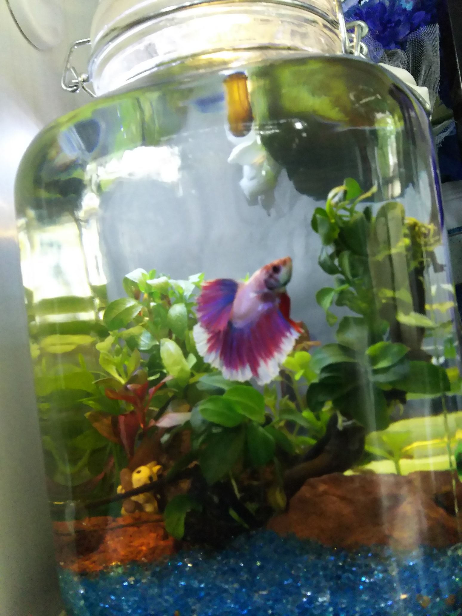 Jammama 3y 1y ﾄﾄﾞｲﾀ 先日高知熱帯魚サービスから落札したショーベタです 名前は季節の花から藤くんにしました 今回は川と野原がある森をイメージしてレイアウト なので兎さんが居ます ボトリウム ベタ ショーベタ