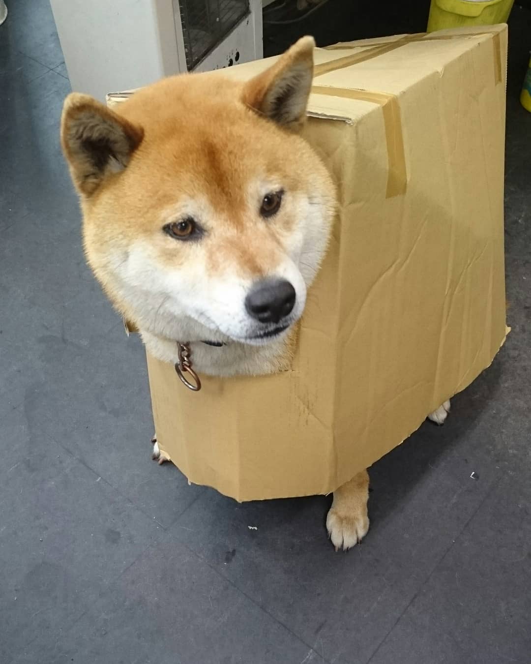 柴犬 リュウマ ソラ ソラっち 変しーん してみた 段ボール犬ソラっち 段ボール犬ロボソラっち 段ボール大好き 雨の日のお楽しみ T Co Xrfrq1haa8 Twitter 柴犬 リュウマ ソラ ソラっち 変しーん してみた 段ボール犬ソラっち 段ボール犬ロボソラっち 段ボール大好き 雨の日のお楽しみ T Co Xrfrq1haa8 Twitter