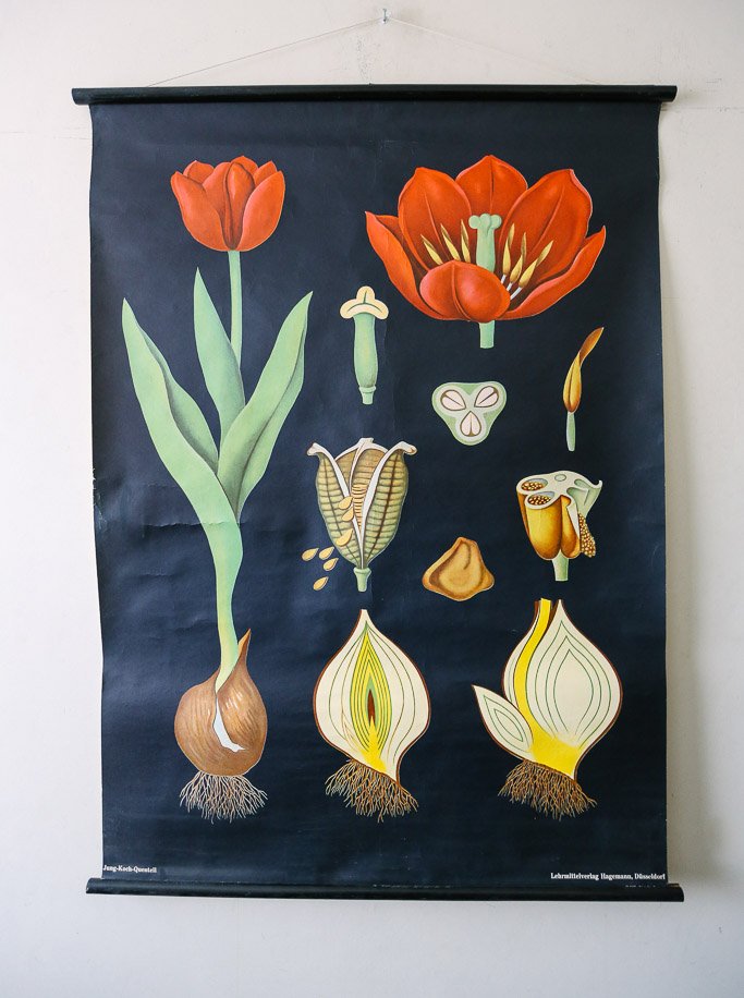 Tsd Rally Tulip Chart