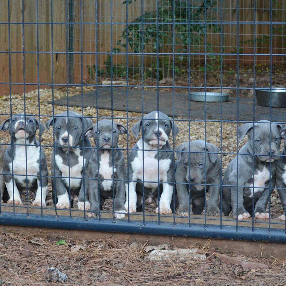 BreederPit's tweet photo. Ready to go now contact for more details. #pitbullpuppies #dogs #Pitbulls #Pitbull #dogsoftwitter #dogsforsale https://t.co/iFXbmD5JDo