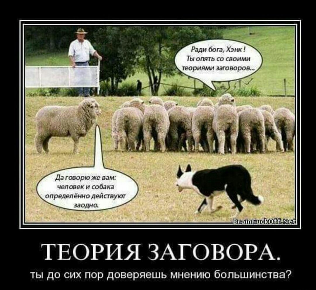 Коровы теория заговора