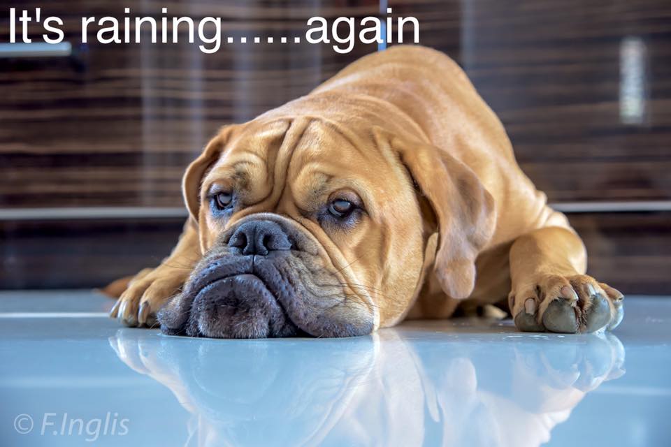 BarnabyNo1Dog's tweet image. Woof! So it is. Oh well, we've got a busy day ahead at #PropTech2018 stand 51. #getflatfair #depositfreerenting #petfriendly