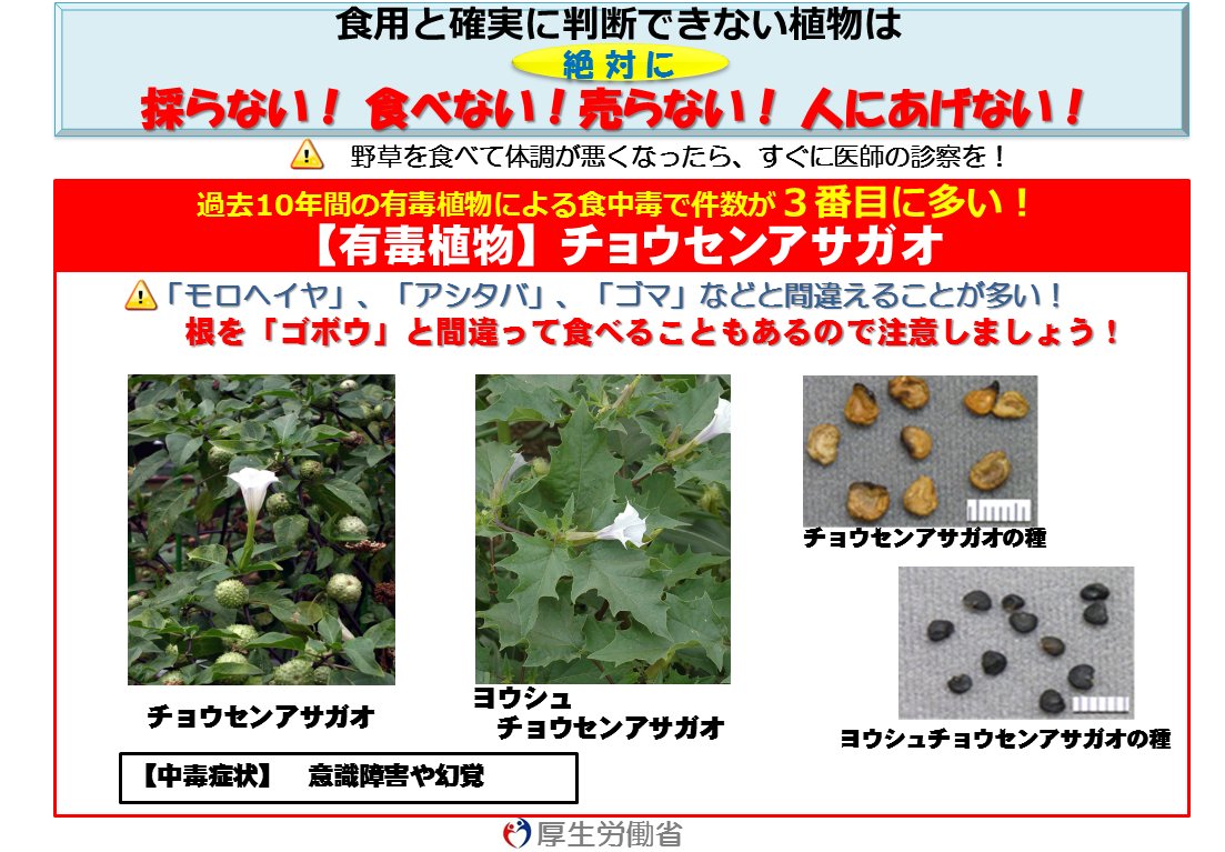 厚生労働省 食べないで 有毒植物 チョウセンアサガオ チョウセンアサガオ は食中毒の多い 有毒植物 第３位 ゴボウ モロヘイヤ アシタバ ゴマ などと間違って食べることによる 食中毒 が発生 意識障害や幻覚などの中毒症状