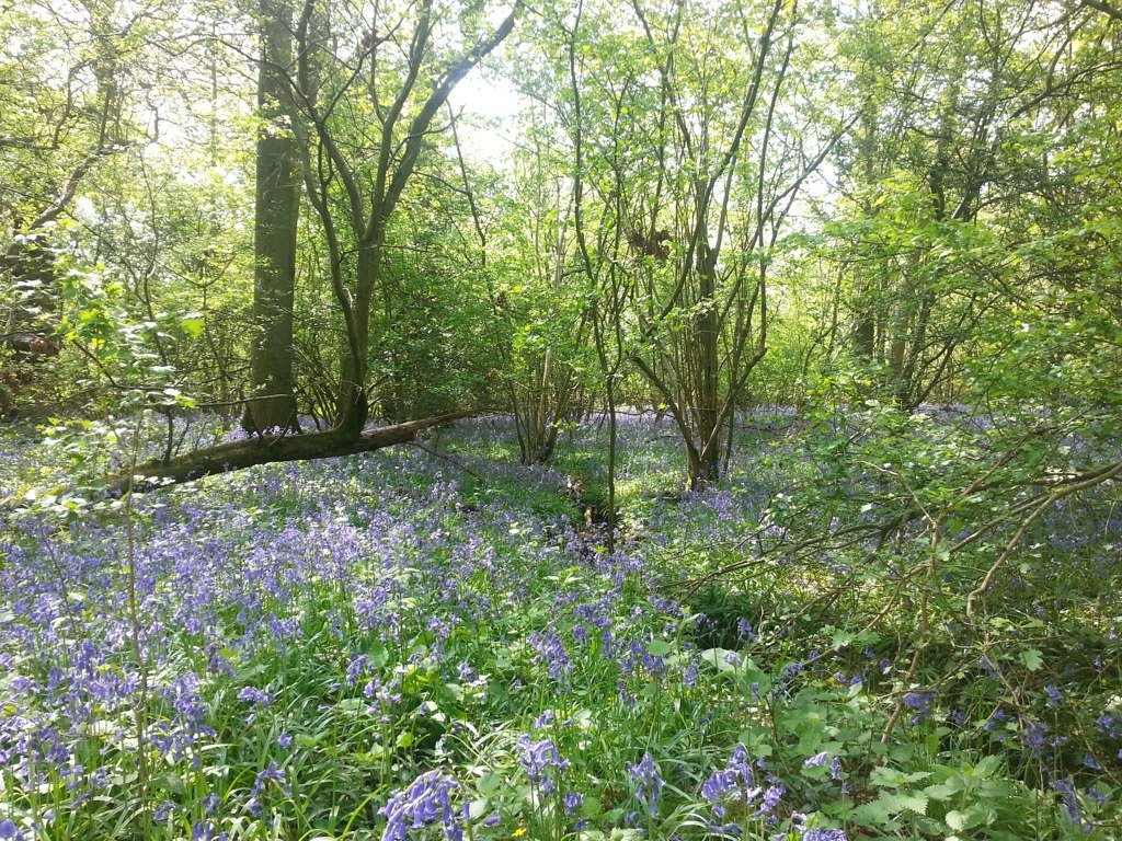 OxCots's tweet photo. Wednesday Walk Inspiration: with the bluebells in full swing why not follow the Foxholes nature reserve's Wild Walk this weekend. An 11km meander starting at Shipton-under-Wychwood railway, taking in the breathtaking nature reserve. #bluebells #awalkaweek https://t.co/GjScG0bQmb https://t.co/UMm4b2zrr4
