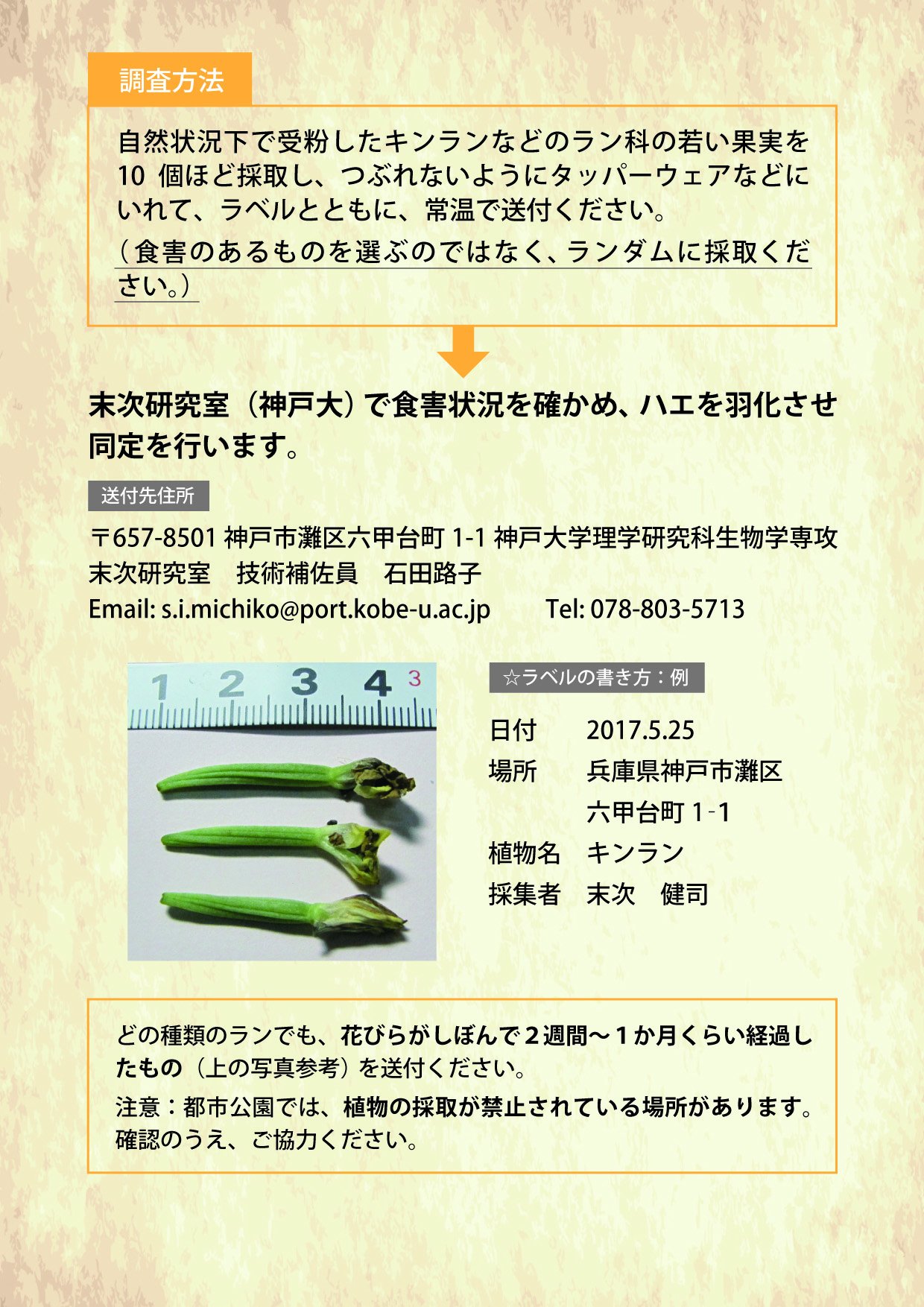 末次 健司 拡散希望 ハモグリバエ によるラン科植物の被害状況の調査ご協力のお願い T Co Hapugxd1in