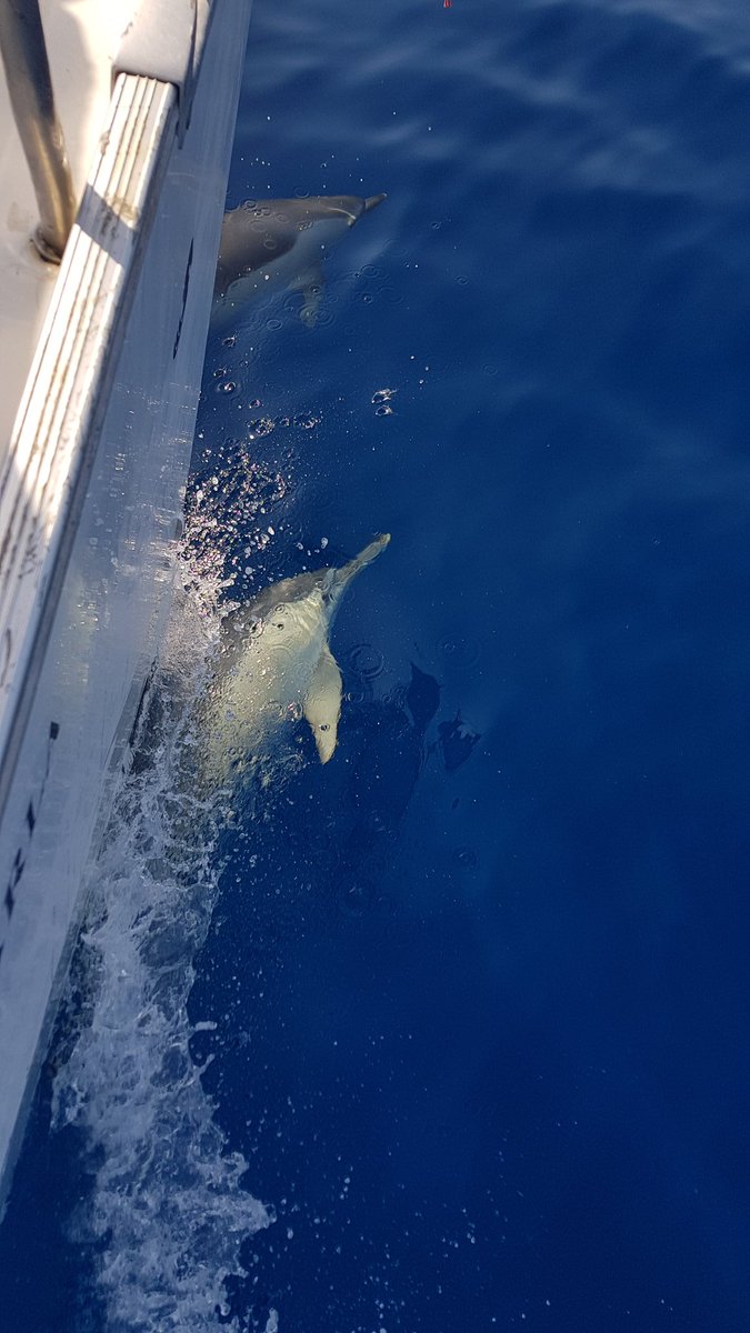 spetra's tweet photo. Visit. #dolphinsplaying https://t.co/obQibSf8s7