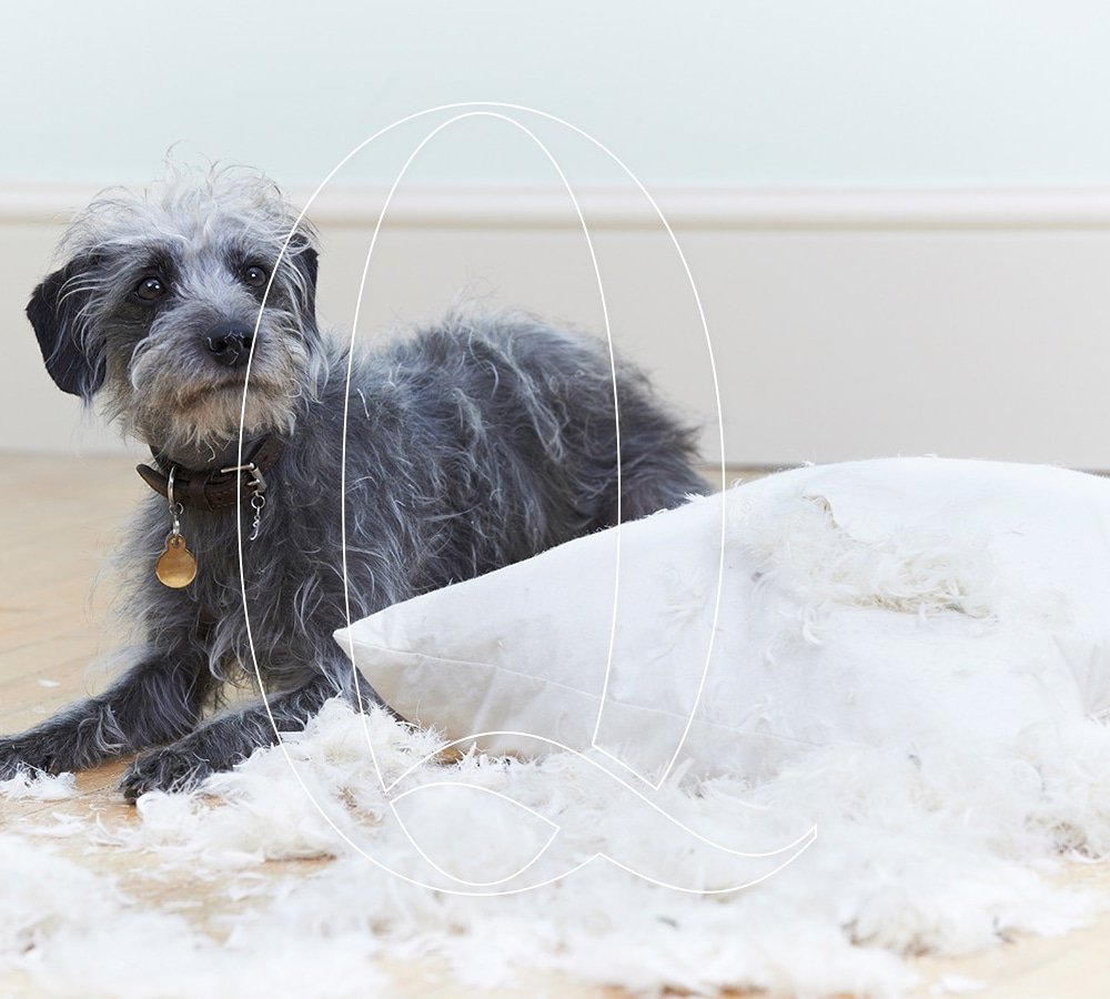 Eviniz, sizin kadar evcil hayvanlarınızın da yaşam alanı. Onların da konforlu olabileceği tarzda bir alan oluşturursanız hem siz hem onlar daha mutlu yaşayabilirsiniz! :)