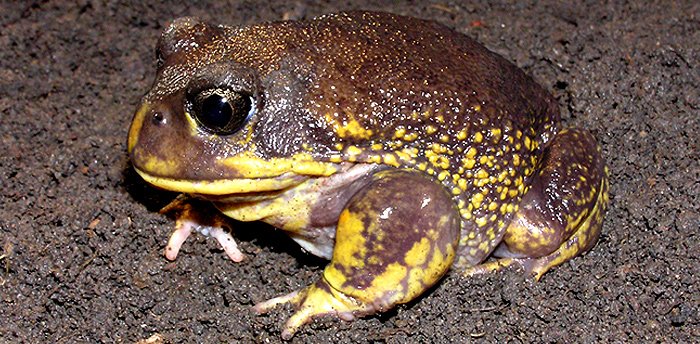 wamuseum's tweet photo. The Hooting Frog is the largest member of the Heleioporus genus found in Western Australia. It can grow to a maximum length of almost 9cm and, as you can see, has a round body shape and protruding eyes 😍
Hear about the @FrogIDAus app today on @abcperth Afternoons.
#frogcount https://t.co/cLfxnjrGkr