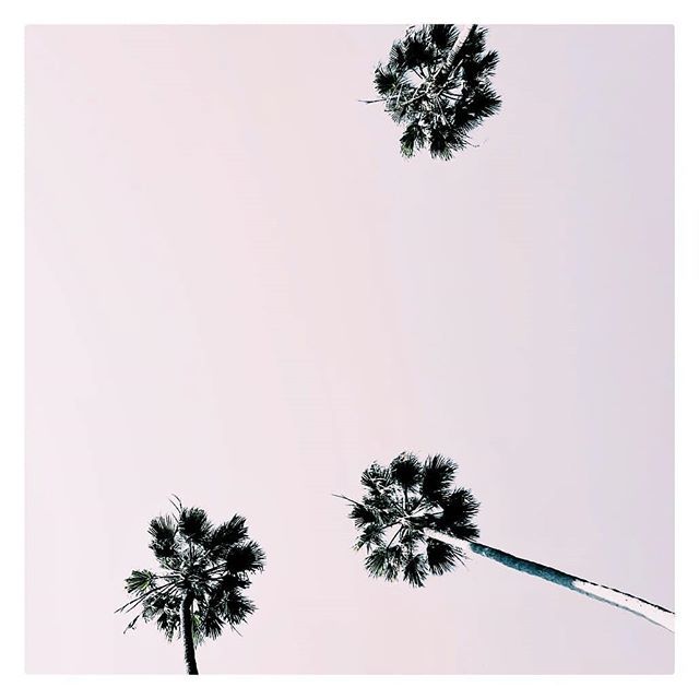 SarahStlz's tweet photo. Desired summer views.

#cantwaitforsummer #mood #moodygrams #wednesdaymood #wednesdaymotivation #palmtrees https://t.co/NabxztZcs3 https://t.co/TlSptDMU5w