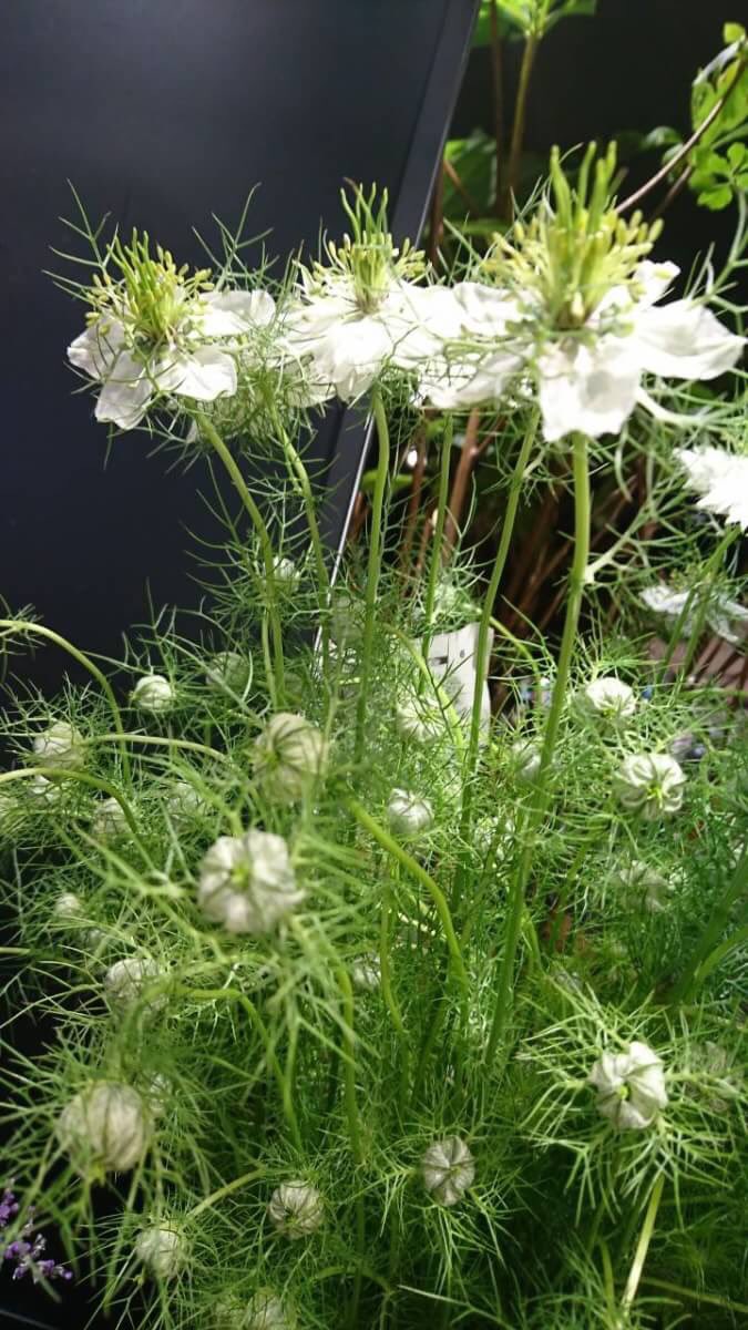 ট ইট র 青山フラワーマーケット 今日ご紹介するのはニゲラのミスジーキル 英語で霧の中の恋ともよばれていて 花言葉は当惑です 店頭で見つけたらチェックしてみてくださいね ジョイナスb1店lineより T Co P9ki8jxc8y